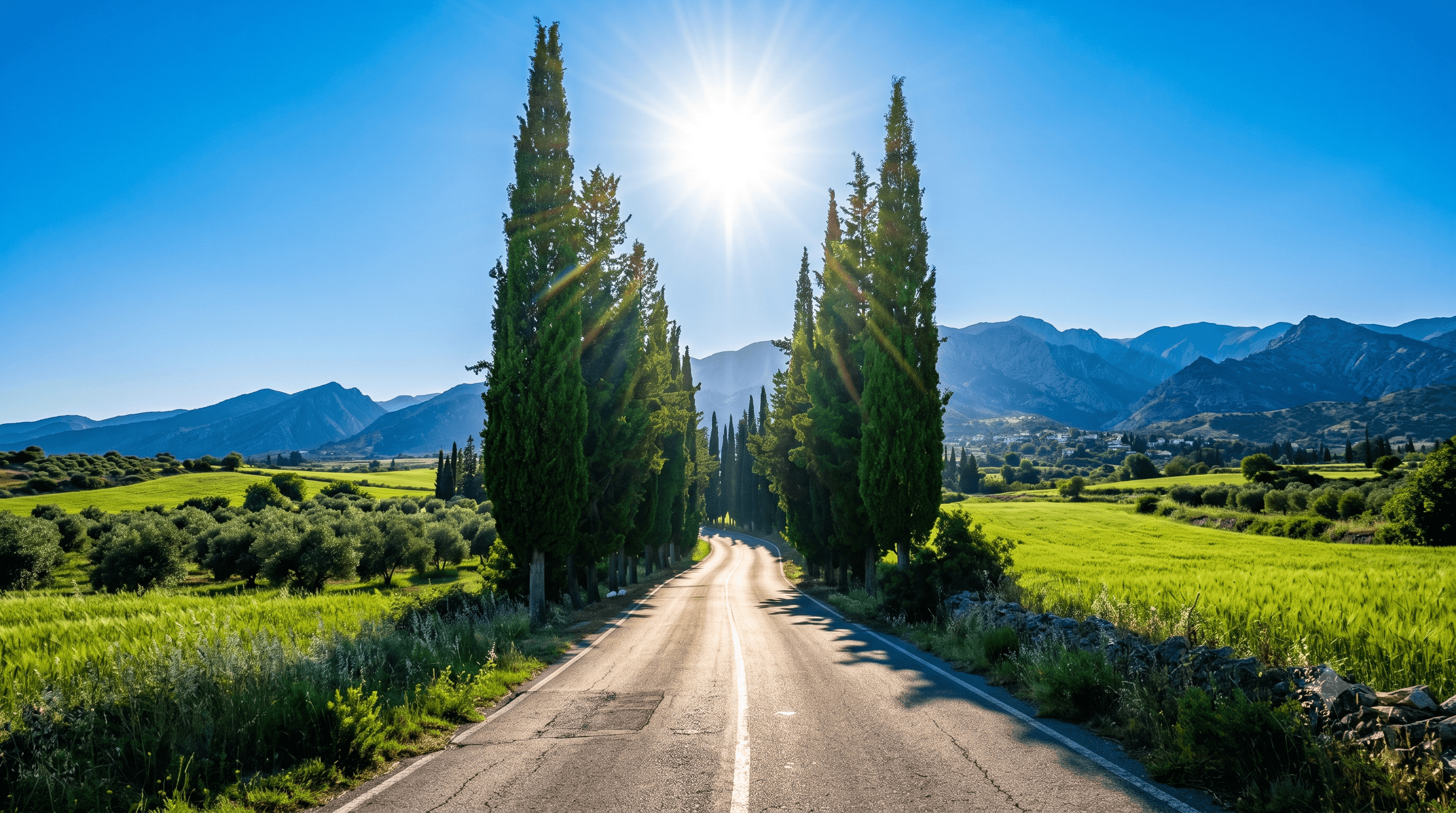 Cyprus Trees with sun shining